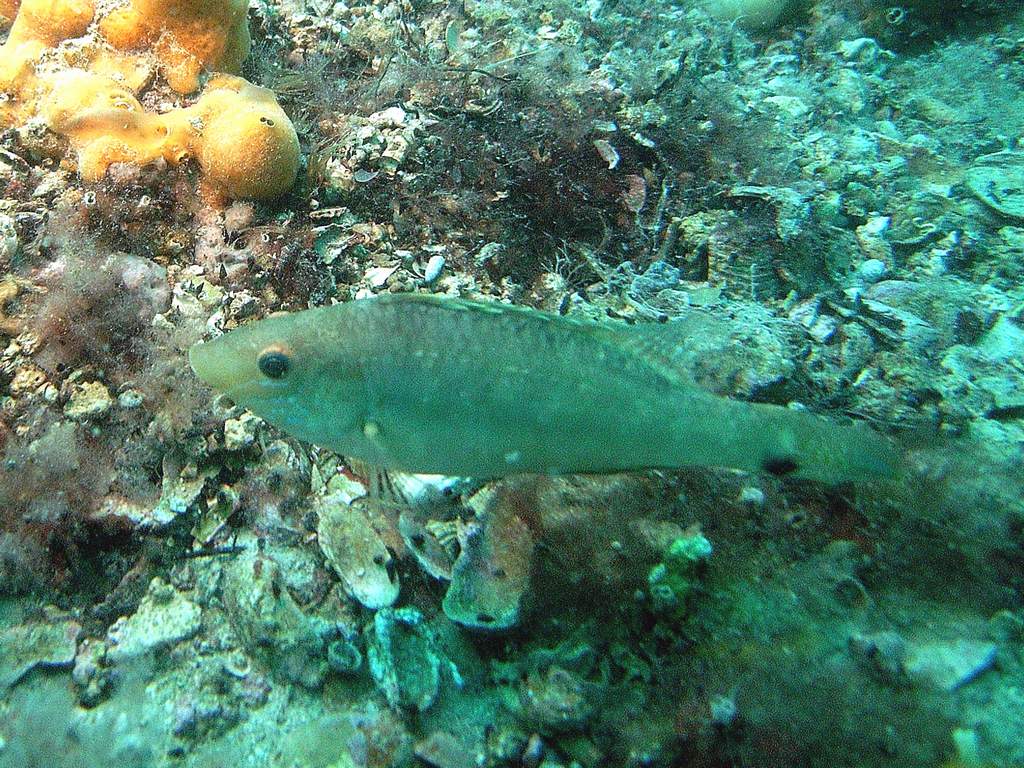 Symphodus cinereus dal Golfo di Venezia